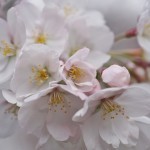 4.3sakura