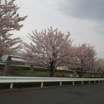 hanagumori