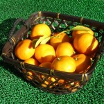 mikan