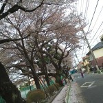 sakura-jyuutann