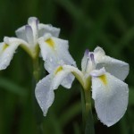 tuyu