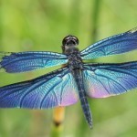 SONY DSC